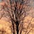 Fotografia: "Povestea copacilor" - Setul: "Orasul Sinaia - Un oras regal", din Sinaia, Romania / Roumanie, cu aparat Fujifilm FinePix S3000, data 2004-10-31 KERUCOV .ro © 1997 - 2008 || Andrei Vocurek
