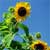 Fotografia: "Florile Soarelui" - Setul: "Lumea culori - florilor", din Sfantu Gheorghe, Romania / Roumanie, cu aparat Fujifilm FinePix S5100, data 2005-08-09 KERUCOV .ro © 1997 - 2008 || Andrei Vocurek