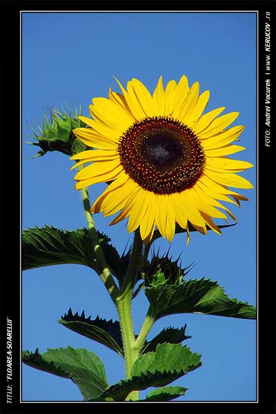 Fotografia: "Floarea-Soarelui" - Setul: "Portrete cu, din si pentru suflet", din Bucuresti / Bucharest, Romania / Roumanie, cu aparat Konica Minolta Dynax 5D, data 2005-08-10 KERUCOV .ro © 1997 - 2008 || Andrei Vocurek