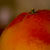 Fotografia: "Grapefruit" - Setul: "Experiente de fotografie", din Bucuresti / Bucharest, Romania / Roumanie, cu aparat Konica Minolta Dynax 5D, data 2007-03-25 KERUCOV .ro © 1997 - 2008 || Andrei Vocurek